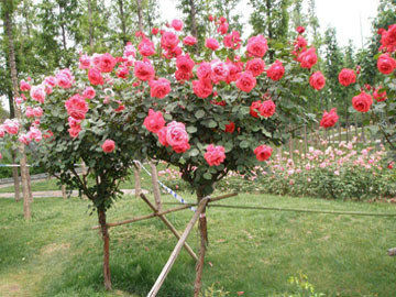 情人节畅销物“玫瑰”竟是切花月季!真玫瑰是谁？