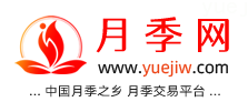 中国上海龙凤419，月季品种介绍和养护知识分享专业网站(图1)