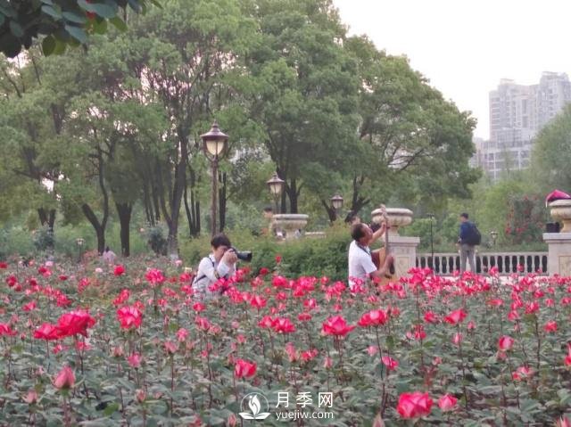 武汉青山和平公园月季花园(图2)