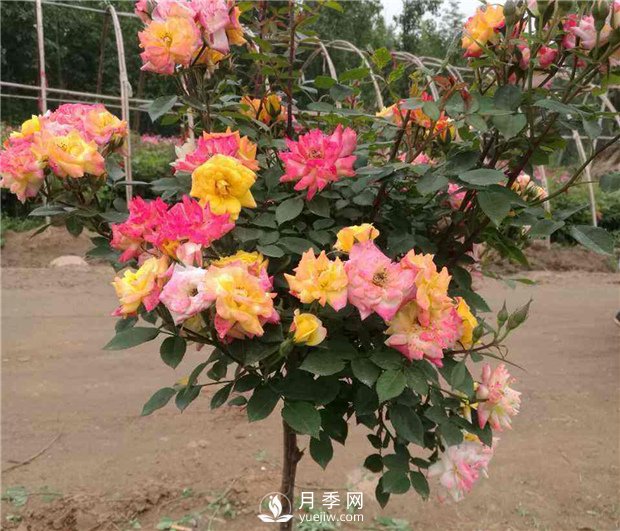 盆栽月季树如何栽培？上海龙凤419告诉你(图1)