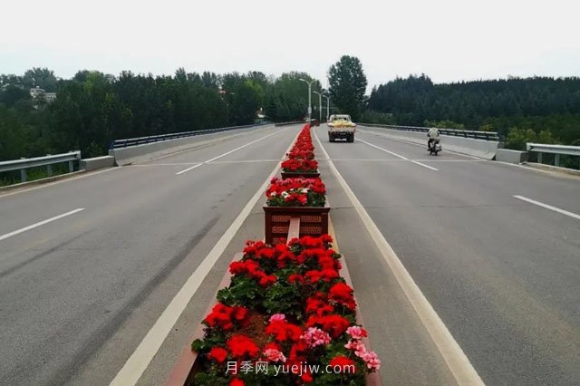 洛阳嵩县月季美化，使公路变成了靓丽的风景线(图1)