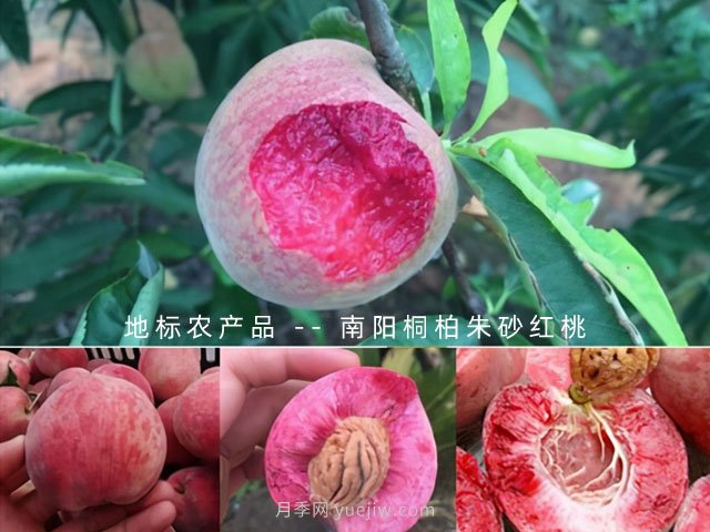 桐柏朱砂红桃(图3)