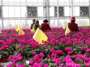 扬州高邮：每天发货30万株，花工厂绽放乡村振兴致富花