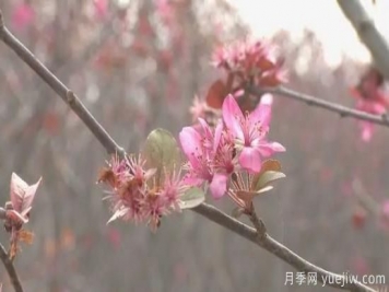 菏泽成武：千亩海棠反季节开花，逆袭深秋成一景