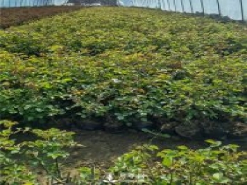 各类盆栽月季上市，南阳杯苗基地全国批发中