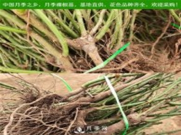 月季裸根苗，小高杆月季和3公分月季树发往陕西