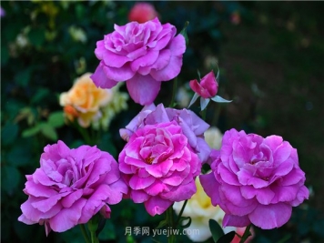 南昌滨江月季园，带你去看天下风流的江西月季花
