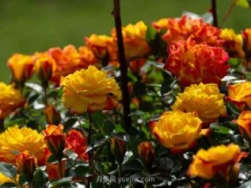安阳市滑县森林公园月季花开放，赏花打卡正当时