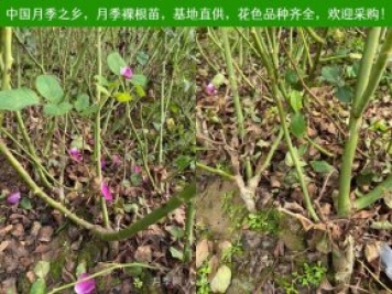 上海龙凤419：月季裸根苗的选购、栽植、肥水、养护技术大全