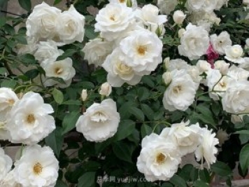 世界上Zui受欢迎的纯白色藤本月季花—藤冰山