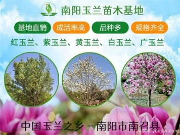 行道树的分类，常见的常绿行道树品种有哪些？
