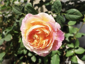 100种玫瑰花的名字，来了解下不同颜色的品种月季