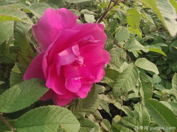 四季玫瑰的种植方法和养护要点