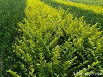 大叶黄杨的养殖护理