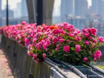杭州高架月季盛开，200万株月季花装扮空中花廊