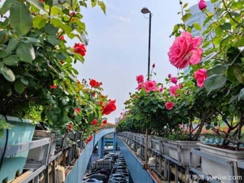 1.2万株月季盛开，南昌八一桥景观花廊拥抱春景