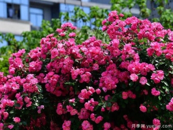 武汉新增多条绝美月季花道，江城处处花海景观