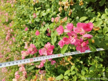 安吉拉月季盆栽苗，60厘米高基地发货