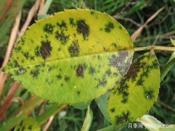 深秋天季节月季出现斑点的病害原因与防治