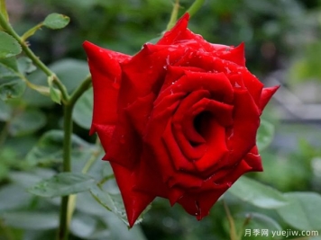 2023年情人节十大玫瑰品种销量榜，卡罗拉位居首位
