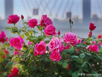 月季盛会，南阳将举办2023中国·南阳首届世界月季博览会