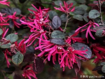 红花檵木花团簇锦，广泛用于园林造景