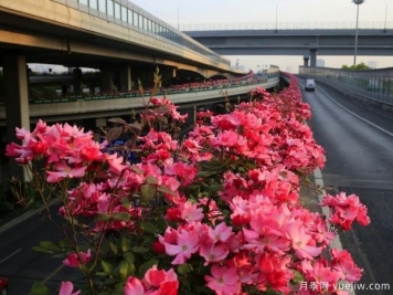 30万株新品种，杭州高架月季会带来什么样的惊喜？