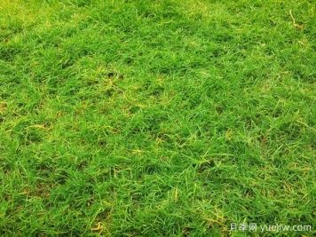 夏季铺草坪发黄干枯，如何提高草皮铺植成活率？