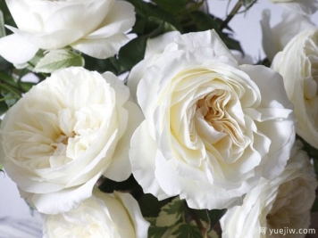 奥斯汀莱奥诺拉月季，婚礼白玫瑰的珍品