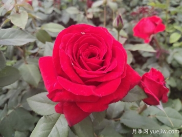 原产中国的玫瑰花(月季花)，是如何成为美国国花的？