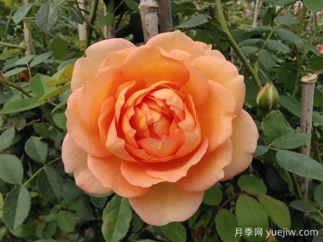 中国月季：欧洲玫瑰花的祖宗，为世界园艺做出了巨大贡献
