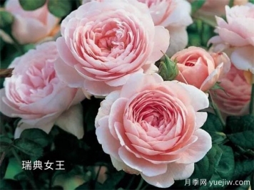 100种月季玫瑰品种图鉴大全，你认识有没有超过10个？