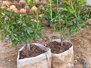盆栽月季多年不换盆，3个办法也能保持生长旺盛