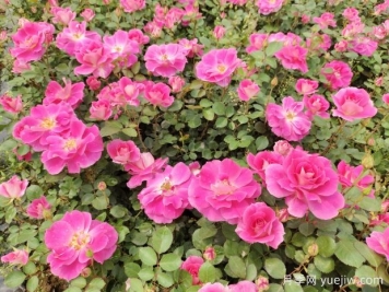 仙境盆栽月季杯苗粉色丰花，绿化工程批发