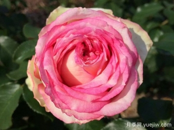 我的玫瑰月季/我的花