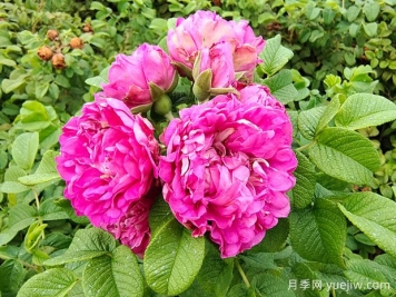 紫枝玫瑰，一年多次开花的绿化玫瑰