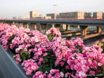 杭州高架月季实现定期开花，是如何进行花期调控的？