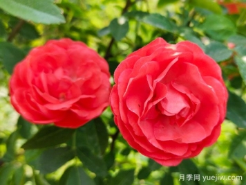 种上木香蔷薇花蛮强爆花，红橙白黄木香你喜欢哪个？