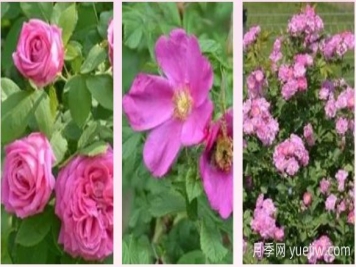 轻松区分月季、玫瑰和蔷薇ROSE三姐妹，不再迷茫于爱情花海