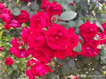 6款红色系的藤本月季品种，适合打造网红花墙