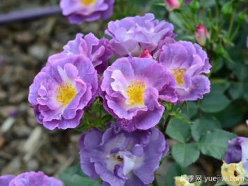 月季大千世界，5个令人惊叹的稀有玫瑰品种