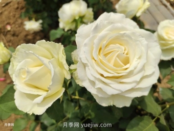 十一朵白玫瑰的花语和寓意