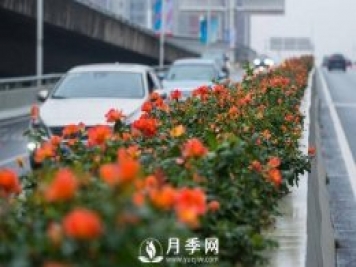 月季花期可调控，看武汉10月中旬月季花艳丽开放