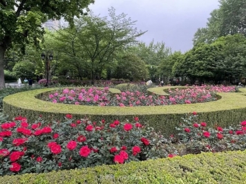 上海复兴公园月季园，月季花开献给市民的视觉盛宴