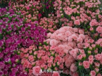 中国6大花市，全国花卉批发市场介绍