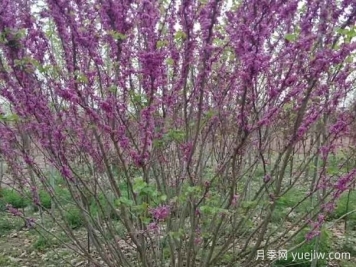 紫荆树与丛生紫荆的区别？