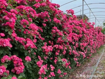 五种高颜值爬藤花，生长迅速，轻松打造美丽花墙
