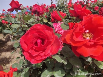 月季、玫瑰、蔷薇分别是什么？如何区别？