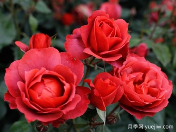 21朵玫瑰：不只是浪漫，还藏着这些深意