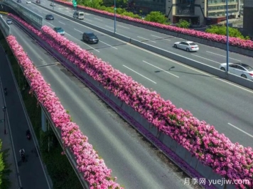 杭州高架月季初开，2024年又到走花路时间